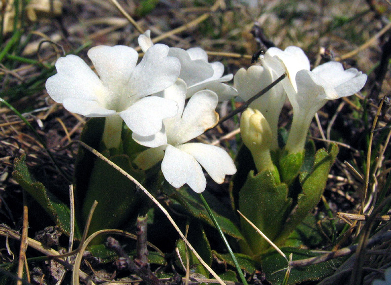 Primula daonensis / Primula di Val Daone.a fiori bianchi